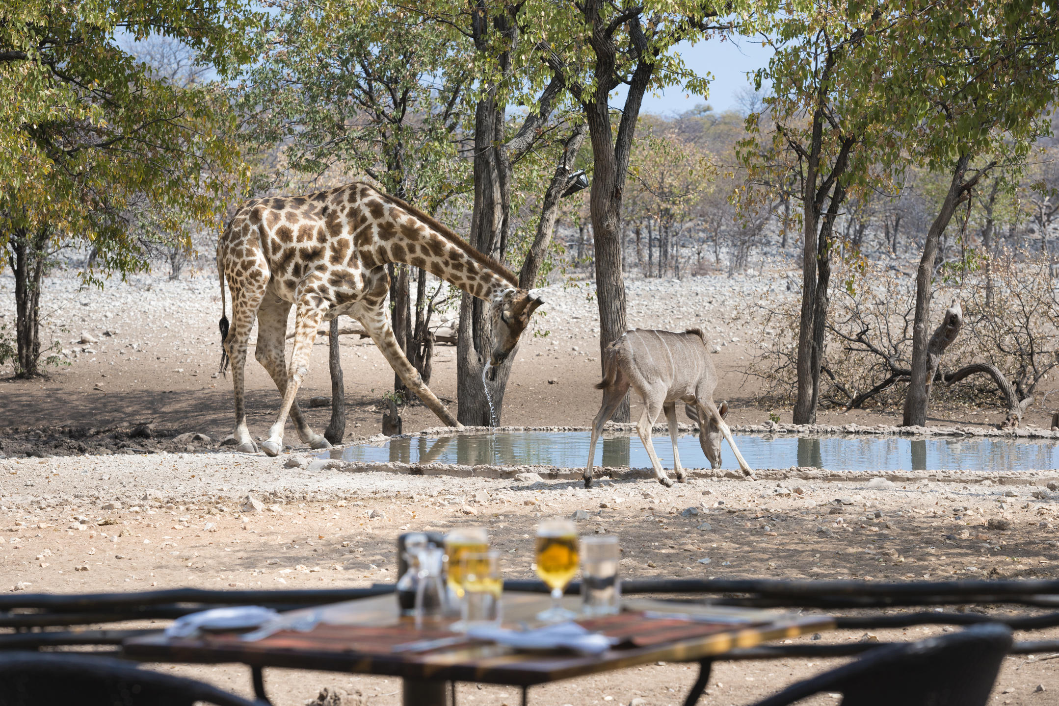 Ongava Tented Camp thumbnail 6